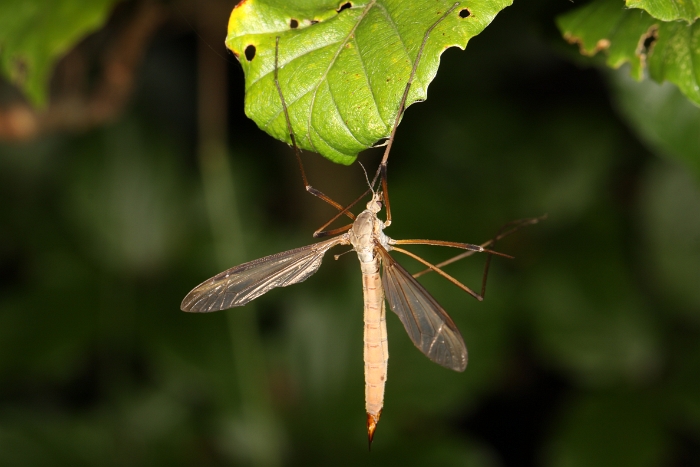 Macro chalet aout 2011 - 021